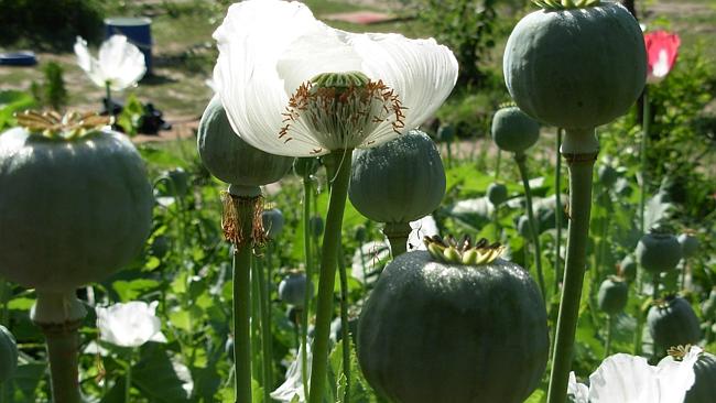 South Australia To Grow Opium Poppies From Next Year 