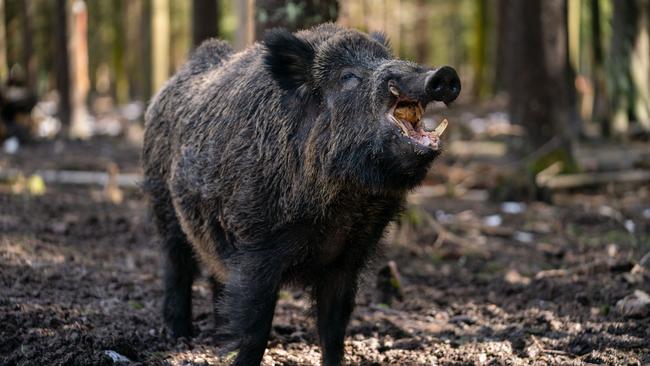 Scientists have discovered why German wild boars are so radioactive. Picture: Nicolas Armer/picture alliance via Getty Images