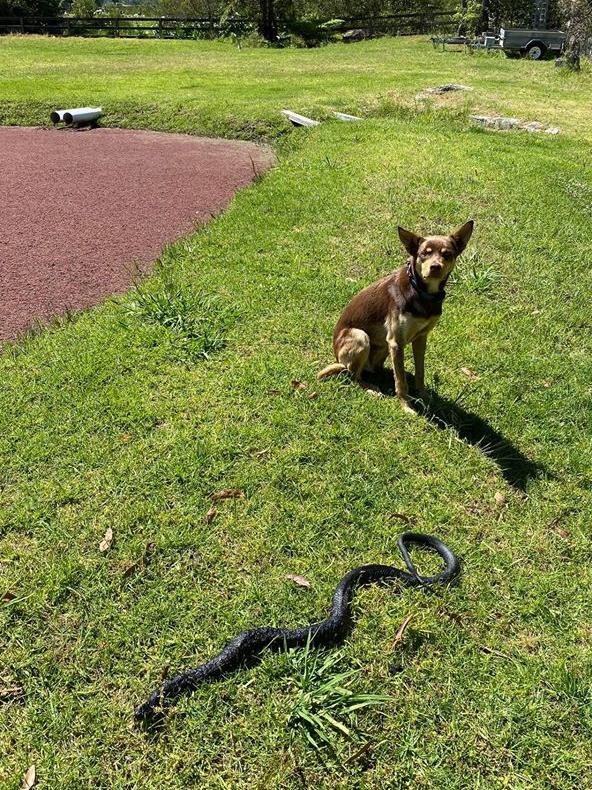 The red-bellied black snake killed by kelpie Bailey on a property at Terrey Hills. Picture: Facebook (Bill Millar)