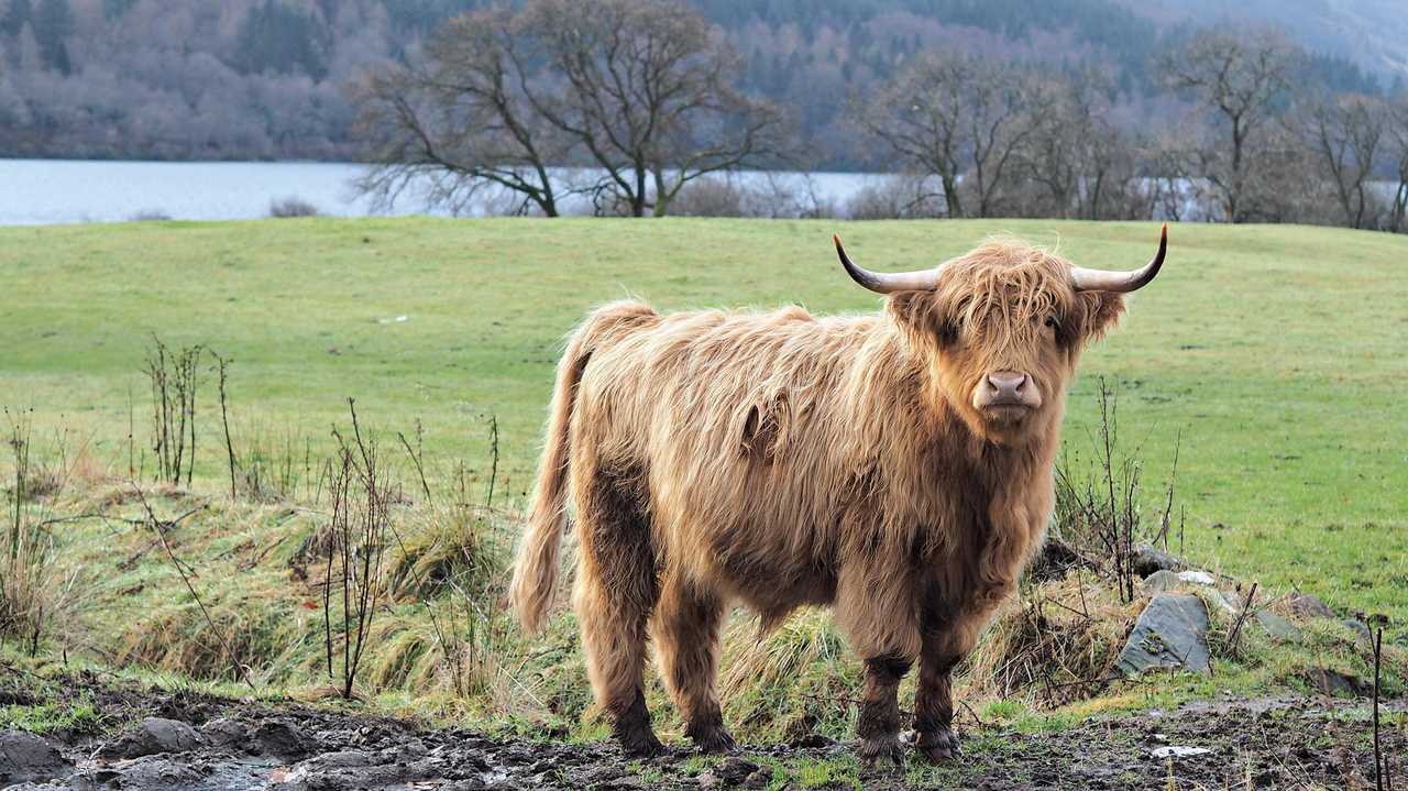 Highland cattle in the Scottish Highlands. Picture: Will Hunter