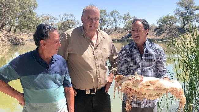 Rob McBride with NSW MP Jeremy Buckingham, holding a dying Murray cod, and neighbour Dick Arnold last year. Picture: Office of Jeremy Buckingham/AFP