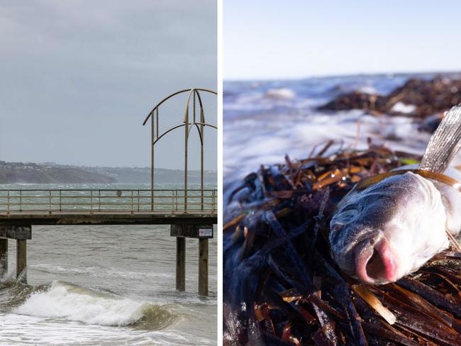 Weather and algae bloom story
