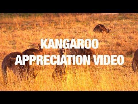 Kangaroo Appreciation. Credit - Various via Storyful