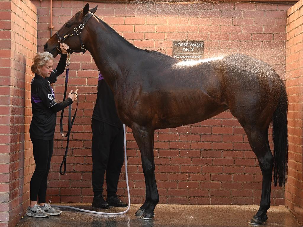 Winx is washed down by stablehands at Moonee Valley after a workout. Picture: AAP