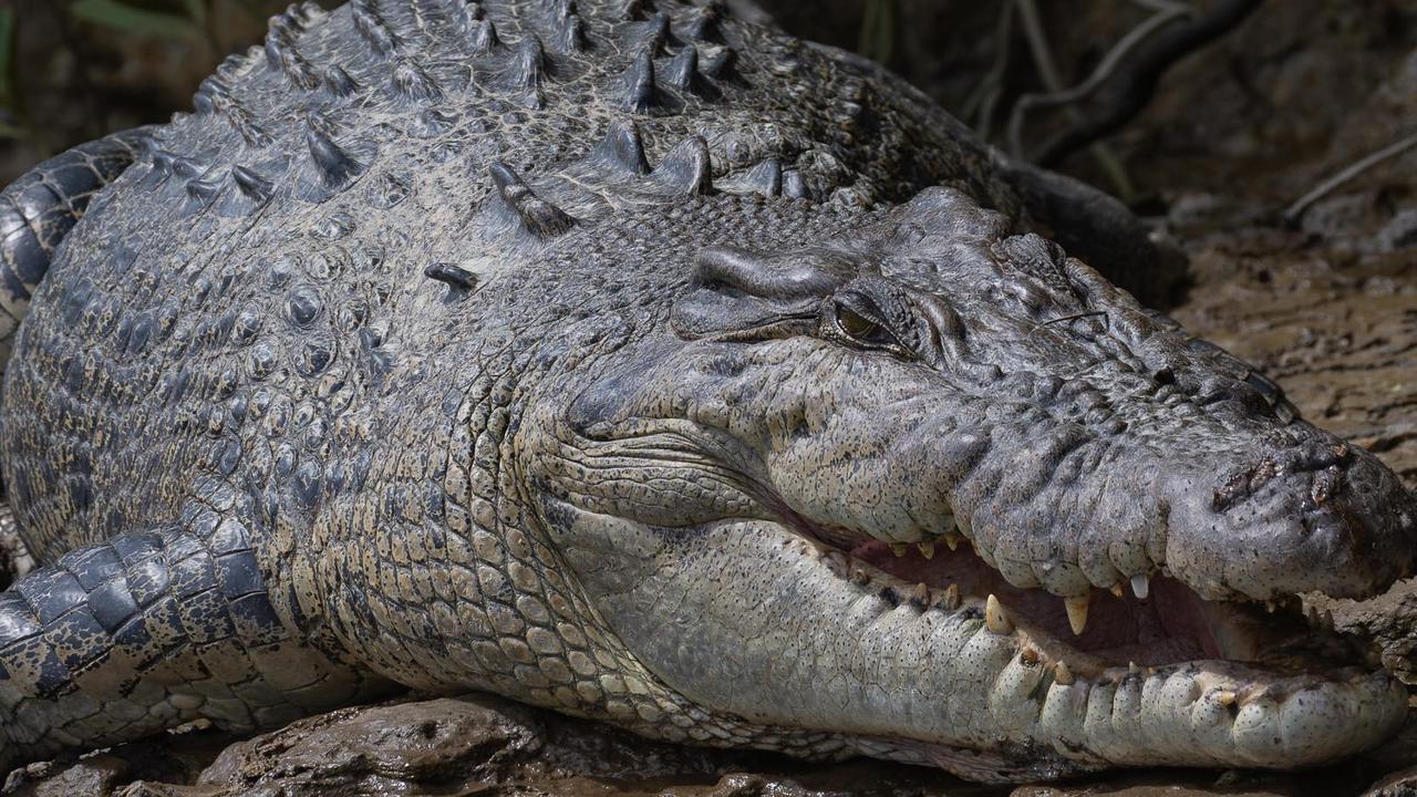 Crocodile advocates angry DES shoots Napranum croc that attacked dog ...