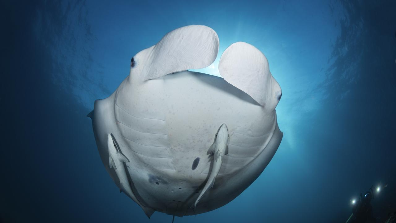 How did this rare pink manta, photographed in Australia, get its color?