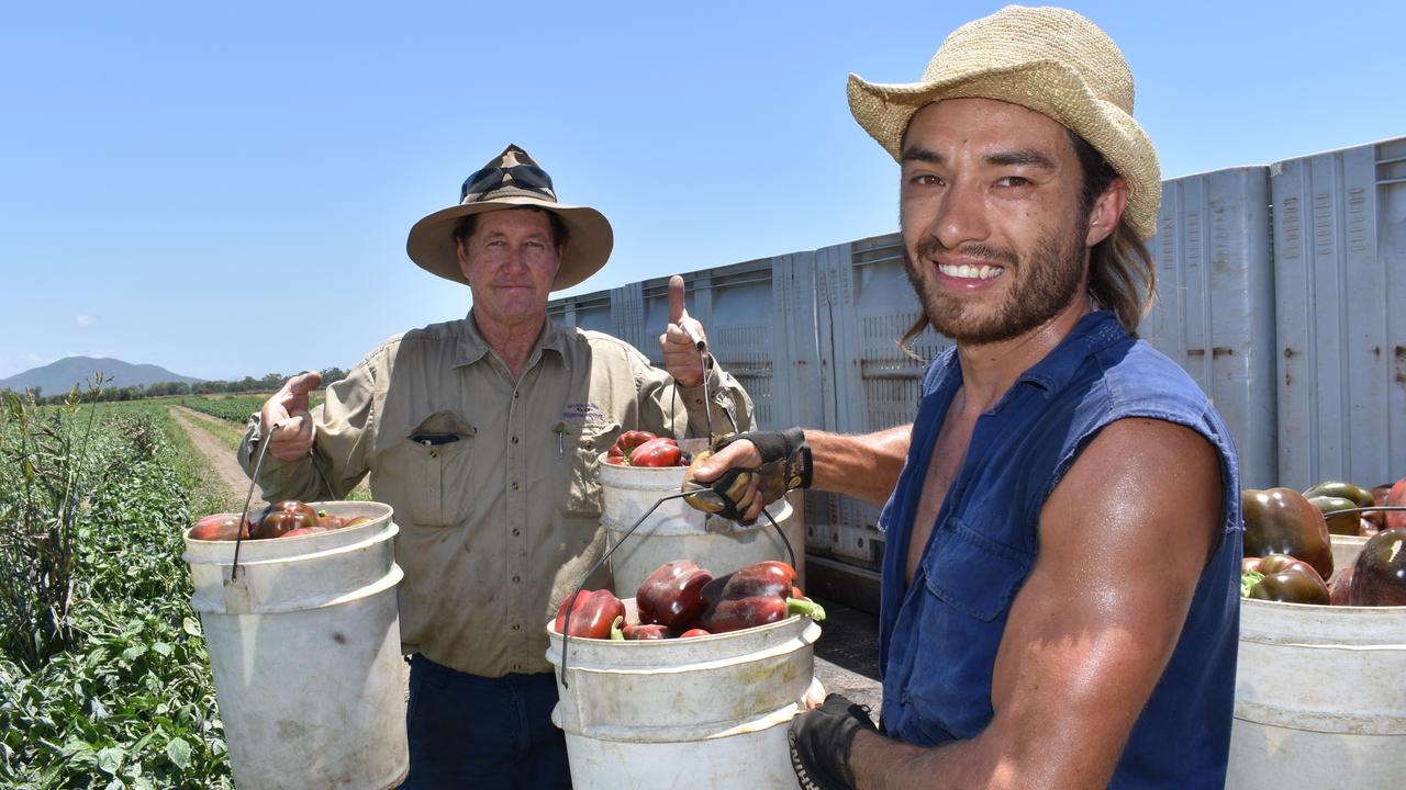 Bowen Gumlu Growers Association president Carl Walker and packer Kieren Field harvesting capsicums at Walker Farms on Tuesday. Picture: Kirra Grimes