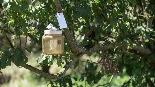 A fruit fly trap in a Spreyton orchard. Picture: GRANT WELLS