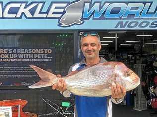 SNAPPER: Mark North landed this thumping 6.5kg snapper from a boat at Double Island Point. Picture: www.fishingnoosa.com.au