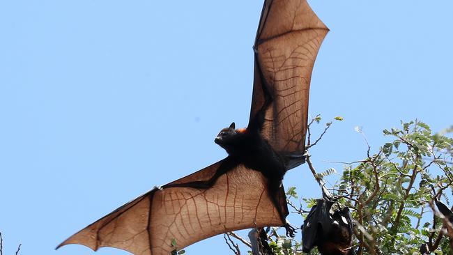 large bat colony roosting in Lissner Park, Charters Towers. Photographer: Liam Kidston