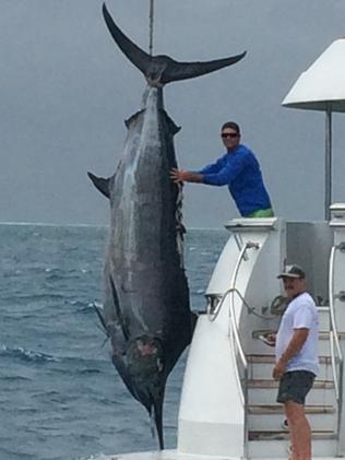 GIANT 800lb BLACK MARLIN - #shorts #greatbarrierreef #australia #pelagic 