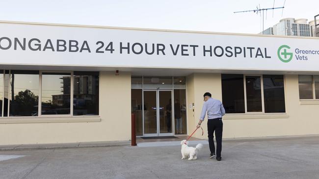 Rico Erwin and Aaron Lee, the coton de tulear, head into the veterinary hospital for his injection. Picture: Mark Cranitch