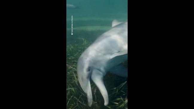 A Dolphin teachers her calf how to hunt