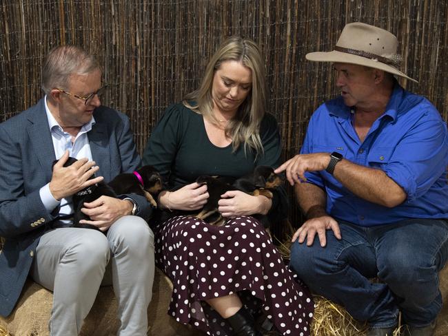 Anthony Albanese, left, with puppies at the Sydney Royal Easter Show. Picture: Monde Photography on behalf of RAS of NSW