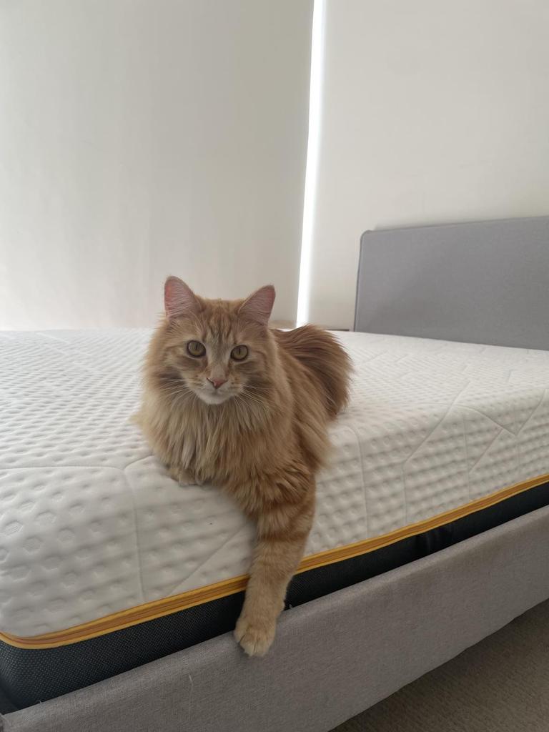 Even my cat Luna loves the new mattress. Picture: news.com.au/Melody Teh