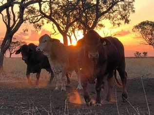 LETTER: In the Gympie region alone, beef production it is a multi-million dollar industry. There are many family owned and run businesses which need our support and the backing of governments. Our producers need access to better roads. Picture: Sonya Harvey