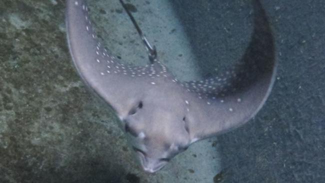 This stingray is a scientific astonishment. Picture: Sea Life Sydney Aquarium