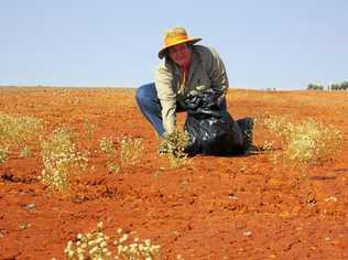 PIMELEA PROGRESS: Marie Vitelli collecting Pimelea for a research project. Picture: contributed