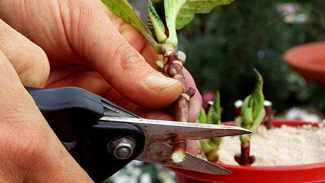 A gardener prepares a hydrangea cutting.