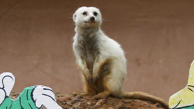 Snow White the meerkat with Paper Mache Snow White and the Seven Dwarfs characters at the Adelaide Zoo.