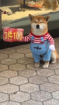 Clever shop owner "employs" Shiba Inu to attract more customers