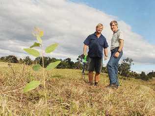 Koala takeaway: Planting koala feed trees on land donated by Tracey and Wal Filicietti on their McKees Hill property are Humphrey Herrington (left), owner of Eastern Forest Nursery, which donated the trees, and Friends of the Koala co-ordinator of volunteer leaf collection Rick Stewart. . Picture: Jacklyn Wagner