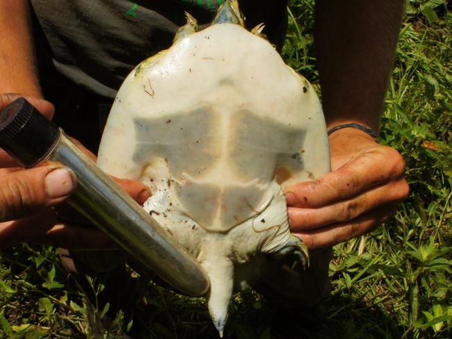 How Do You Determine The Gender Of A Turtle With Good Vibrations According To Jcu Researcher