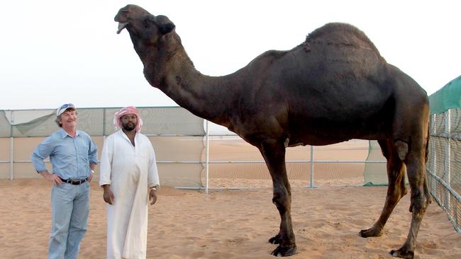 Paddy McHugh with the $20 million camel Mobrakan. Picture: Supplied