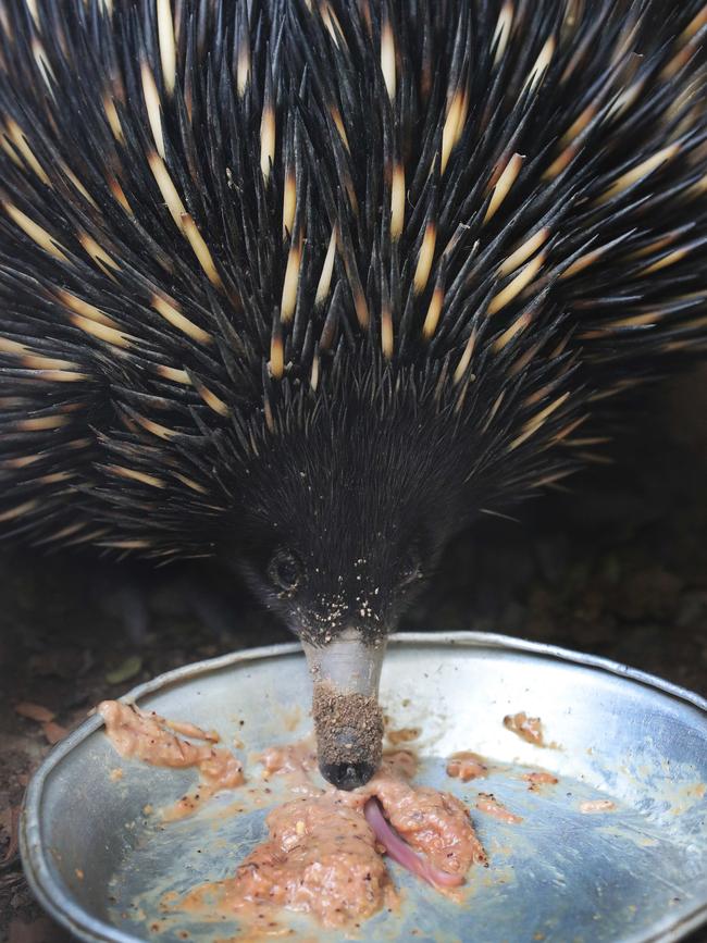 Eric the echidna regains his appetite in rehab. Picture Glenn Hampson