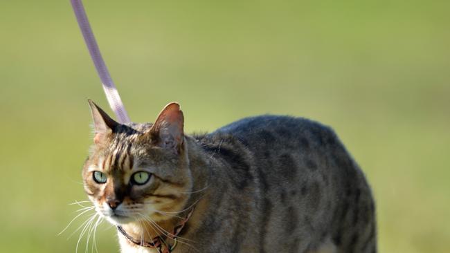 The petition suggest if taken outdoors, cats be on tethers like a leash. Picture: Kris Reichl