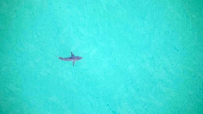 A great white was spotted off a reef in Pottsville earlier this morning. Picture: DPI