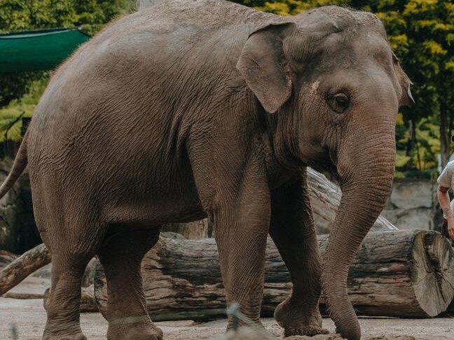 Auckland Zoo elephant keeper Emma with Asian Elephant Burma. Picture: Auckland Zoo.