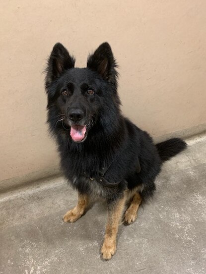 Rocky the police dog was hard at work again this week. Picture: Victoria Police