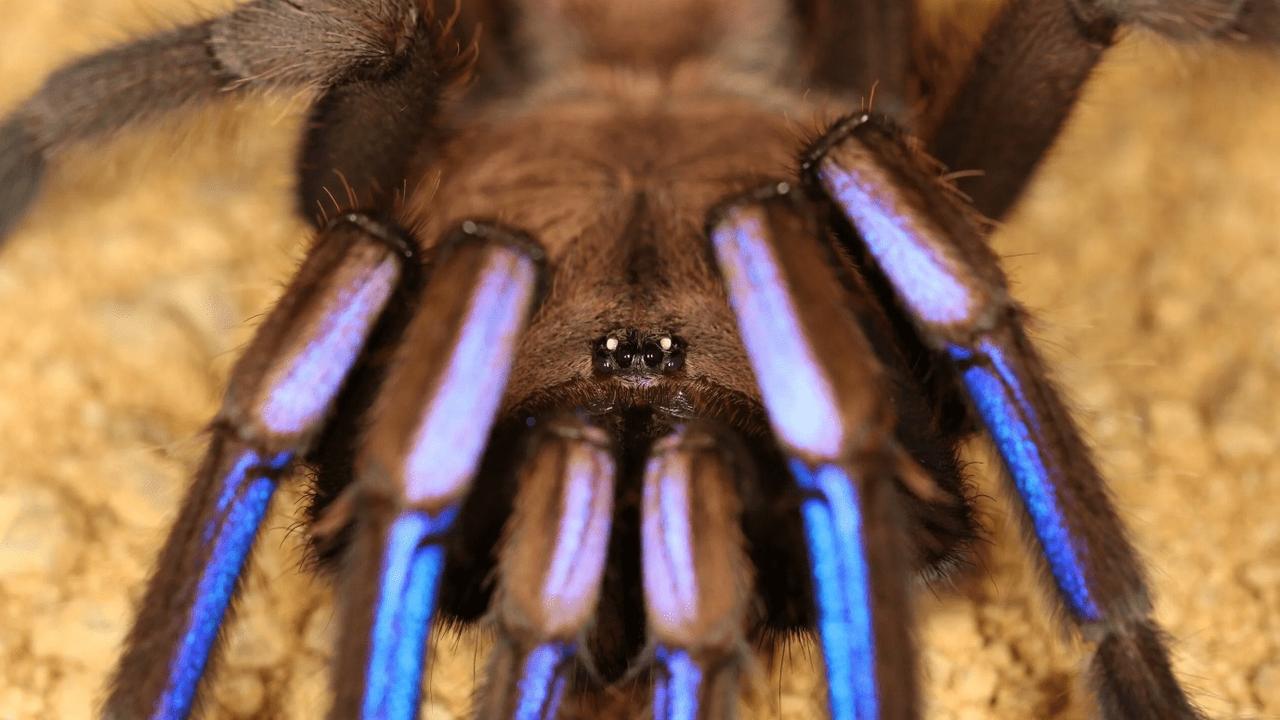 The spider glows a beautiful blue colour. Picture: The Spider Shop