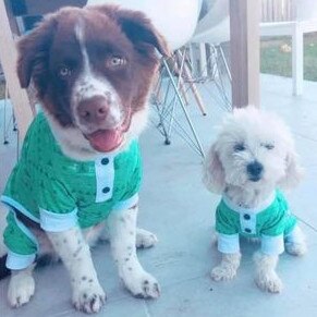 Gold Coast's cutest dogs: Bentley and Jorgie. Submitted by Melissa Taylor.
