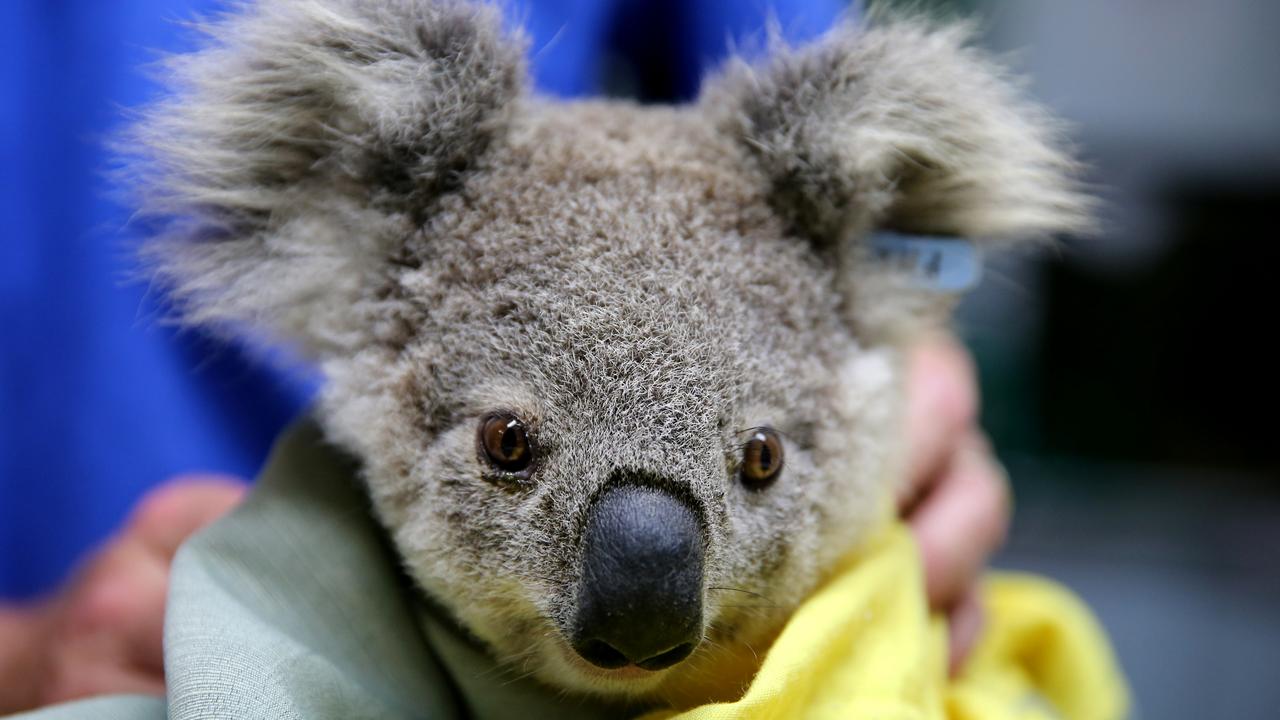 Koalas are among those most affected. Picture: Nathan Edwards/Getty Images