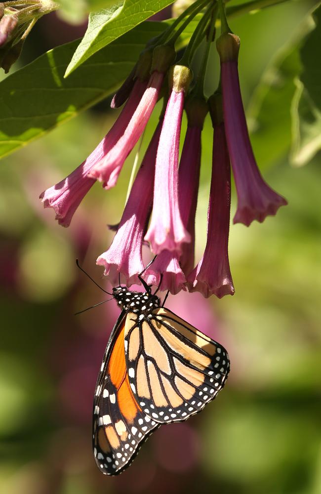 A monarch butterfly has also come to like Sophie’s garden at Mount Barker Springs. Picture: Tait Schmaal.