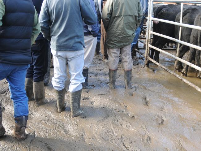 Steer prices reached 431c/kg at Myrtleford last week as recent rain pushed up rates. Picture: Fiona Myers