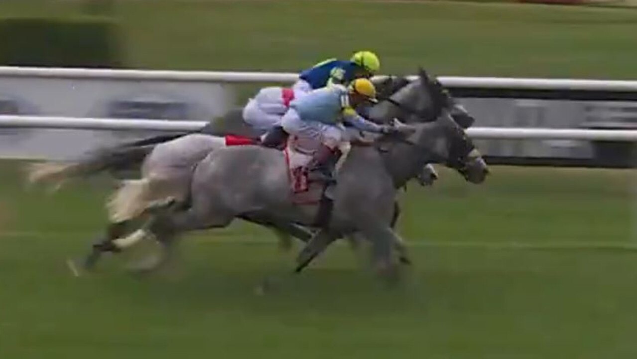 Belmont Gold Cup winner The Grey Wizard is a late entry for the Melbourne Cup. Picture: Supplied