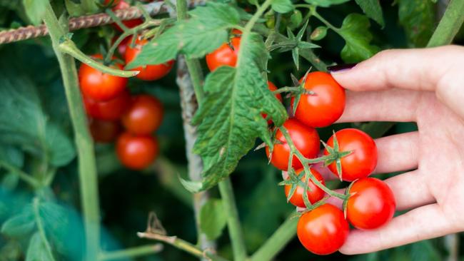 Woman picking fresh tomato