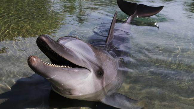 Sea World Gold Coast resident Squeak hams it up for the camera. Pics Tim Marsden