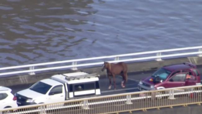 Aerial footage shows horses and more than a dozen cars stranded on Woodburn Bridge, about 34km south of flood-devastated Lismore. Picture: Seven