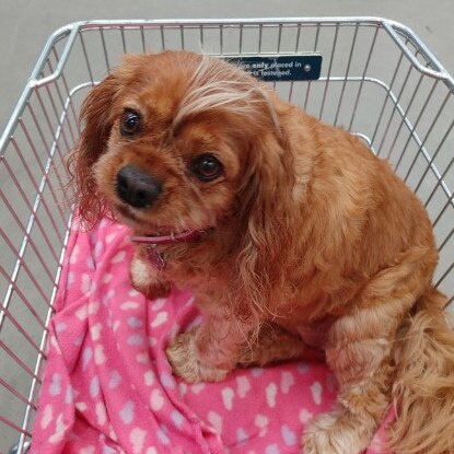 Ruby the cavalier king charles spaniel. Picture: supplied