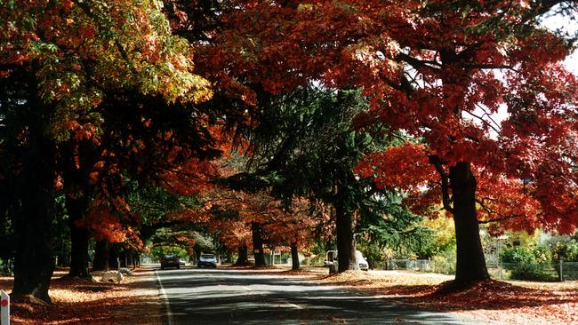  Trees in autumn colors in Bright, northeastern Victoria.