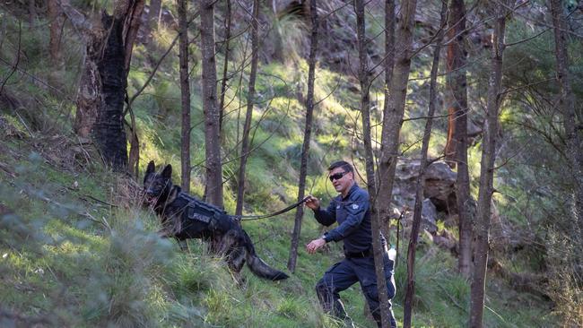 Police and SES launched a large-scale search for Jeremy Boyden near Dargo High Plains Road. Picture: Jason Edwards