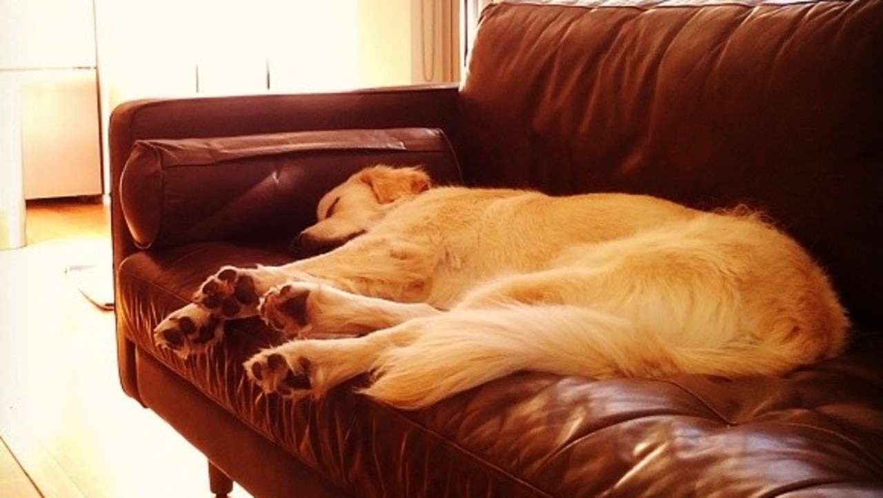 Busy napping. Picture: Instagram/KingZeusTheGoldenWonderdog