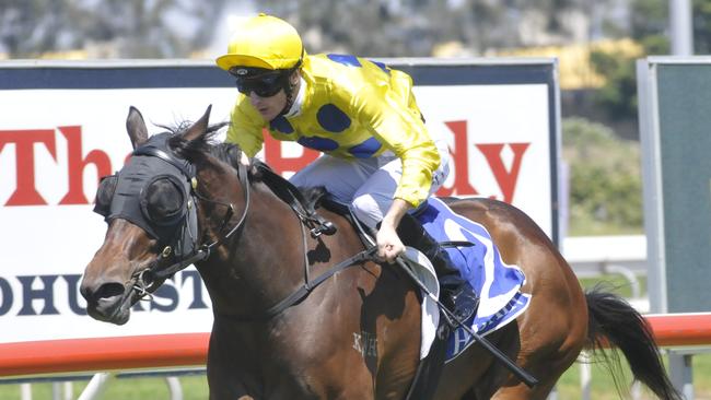 Luke Dittman wins on Beaudacious at the Gold Coast on Saturday. Photo: Jessica Hawkins, Trackside Photography.