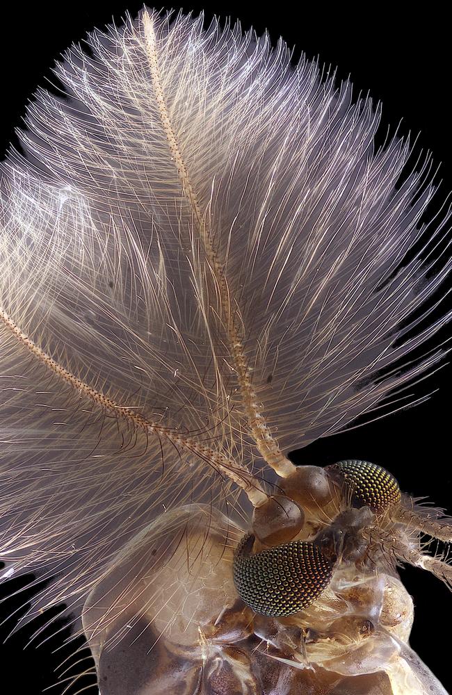 Nikon Small World 2019 4th Place - Male mosquito Jan Rosenboom Universität Rostock Rostock, Mecklenburg Vorpommern, Germany