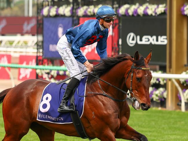 Steparty on the way to the barriers prior to the running of the The Damien Oliver at Flemington Racecourse on November 02, 2024 in Flemington, Australia. (Photo by Morgan Hancock/Racing Photos via Getty Images)