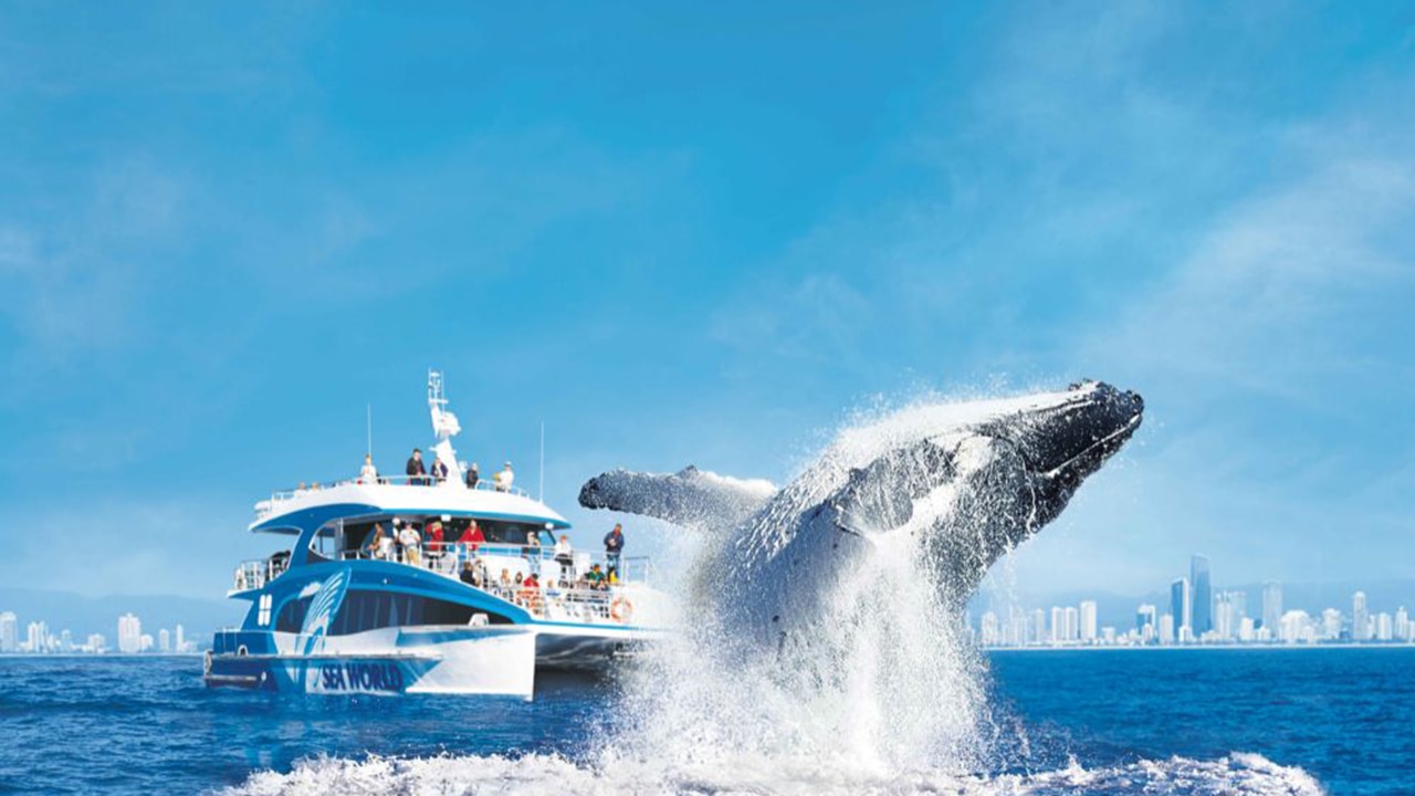 Whale watching season is well underway. Picture: Experience Oz